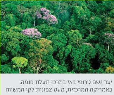 יער גשם טרופי באי במרכז תעלת פנמה, באמריקה המרכזית, מעט צפונית לקו המשווה